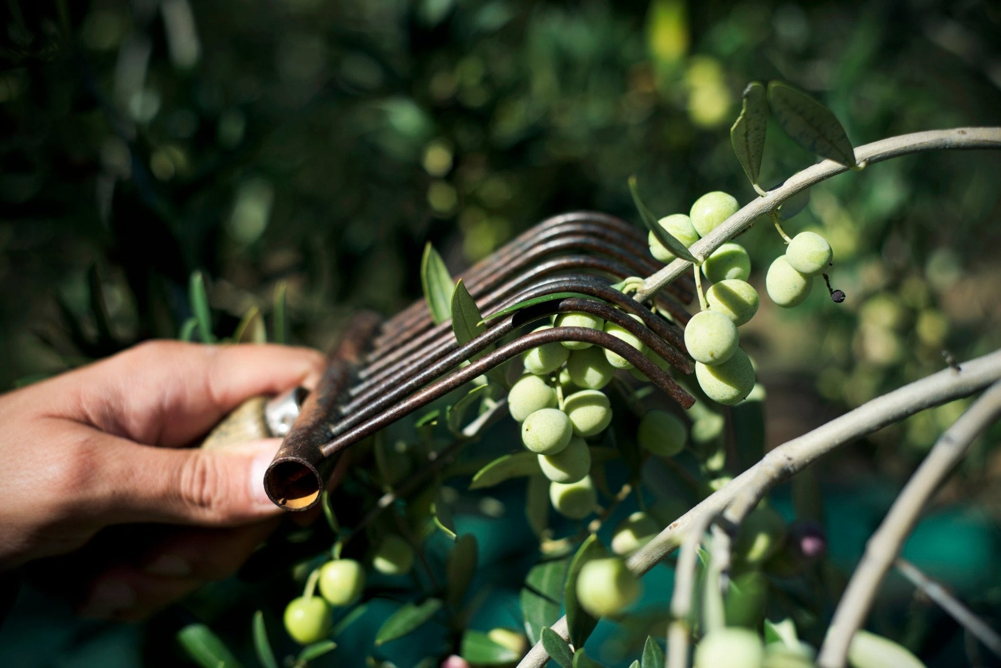 Spanish Olive Oils: Health Benefits & Oils from Basilippo and La Chinata